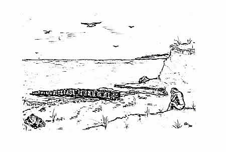 Am strand: Federzeichnung von H.-W. Ecker